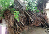 उज्जैन: रातभर हुई रिमझिम बारिश के बाद मकान पर गिरा बरगद का पेड़