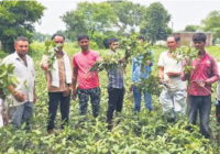 सोयाबीन के पौधों में अफलन के बाद इल्लियों का प्रकोप किसान ने कहा- पौधों में फूल तो लगे पर फलियां नहीं आई, जड़ों में सड़न रोग सोयाबीन के पौधों में अफलन के बाद इल्लियों का प्रकोप किसान ने कहा- पौधों में फूल तो लगे पर फलियां नहीं आई, जड़ों में सड़न रोग