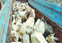 अब यहां मवेशियों को मिलेगी सुरक्षा, नहीं भटकेंगे दर-दर अब यहां मवेशियों को मिलेगी सुरक्षा, नहीं भटकेंगे दर-दर