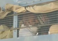 उज्जैन से भोपाल पद यात्रा पर निकले कांग्रेस विधायक महेश परमार गिरफ्तार