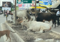 उज्जैन: आवारा मवेशी बन रहे लोगों की जान के दुश्मन