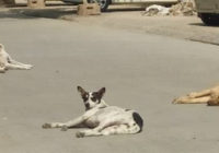 5 दिनों में 70 लोगों को कुत्तों ने काटा