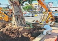 50 साल पुराना पेड़ 6 घंटे 10 मिनट में ट्रांसप्लांट , रहवासियों ने नगर निगम को आवेदन दिया था 50 साल पुराना पेड़ 6 घंटे 10 मिनट में ट्रांसप्लांट , रहवासियों ने नगर निगम को आवेदन दिया था