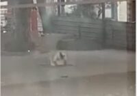 उज्जैन से हैरान कर देने वाला मामला: मंदिर में मुस्लिम बुजुर्ग ने पढ़ी नमाज, वीडियो वायरल होते ही मचा बवाल!