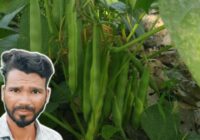 ‘कम खर्च, ज़्यादा लाभ’ खेती की अनोखी मिसाल! उज्जैन के राजेश रंगवाल ने सिर्फ दो सिंचाई में तैयार की राजमा की फसल, अब दूसरे किसान भी सीख रहे हैं तरीका