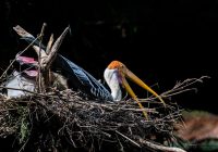 महाकाल की नगरी में विदेशी पक्षियों का डेरा, उज्जैन के तालाबों में दर्ज हुईं 67 पक्षी प्रजातियाँ