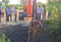 50 फीट गहरे कुएं में गिरी गर्भवती गाय: 2 घंटे के रेस्क्यू के बाद सुरक्षित निकाला, ग्राम जैथल टैक की घटना; पुलिस-ग्रामीणों ने मिलकर बचाया 50 फीट गहरे कुएं में गिरी गर्भवती गाय: 2 घंटे के रेस्क्यू के बाद सुरक्षित निकाला, ग्राम जैथल टैक की घटना; पुलिस-ग्रामीणों ने मिलकर बचाया