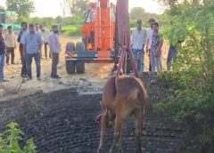 50 फीट गहरे कुएं में गिरी गर्भवती गाय: 2 घंटे के रेस्क्यू के बाद सुरक्षित निकाला, ग्राम जैथल टैक की घटना; पुलिस-ग्रामीणों ने मिलकर बचाया